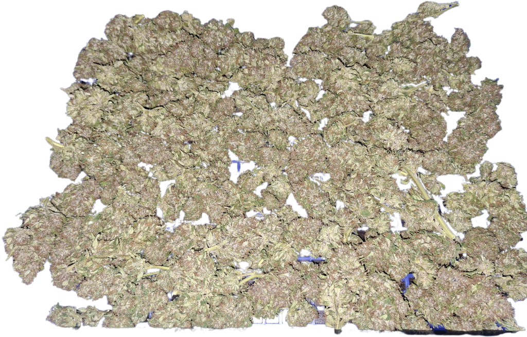 PINE APPLE MIMOSA 2025