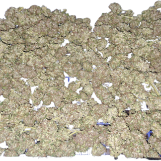 PINE APPLE MIMOSA 2025 - Image 2