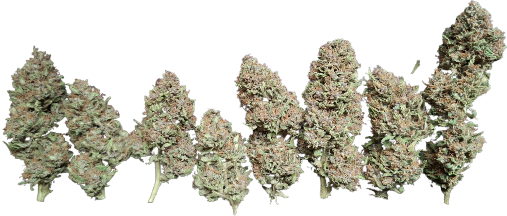 PINE APPLE MIMOSA 2025