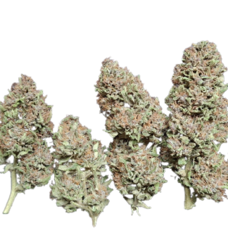 PINE APPLE MIMOSA 2025 - Image 3