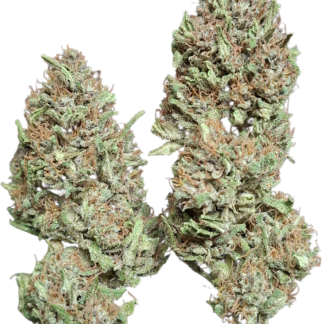 PINE APPLE MIMOSA 2025 - Image 4