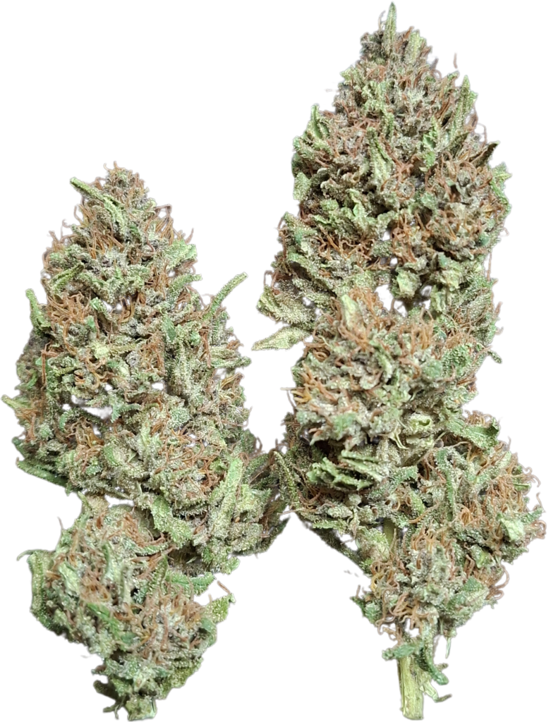 PINE APPLE MIMOSA 2025