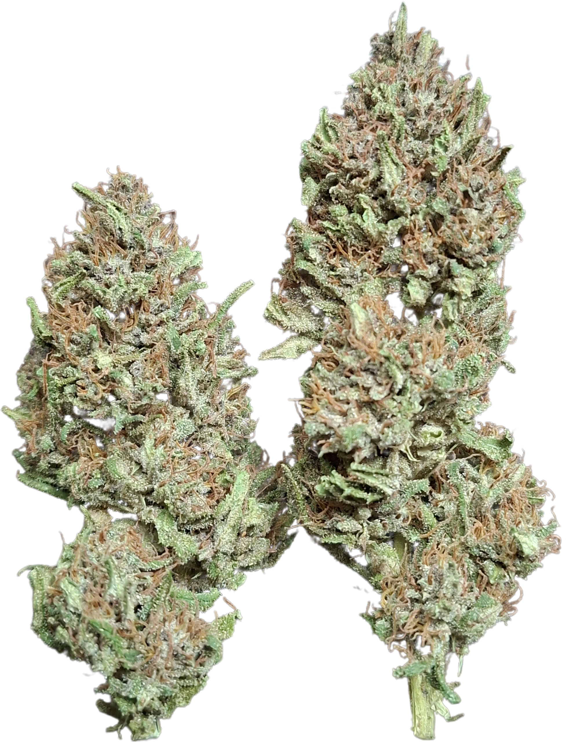 PINE APPLE MIMOSA 2025 - Image 4
