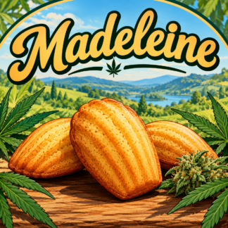 MADELEINE OG 2026