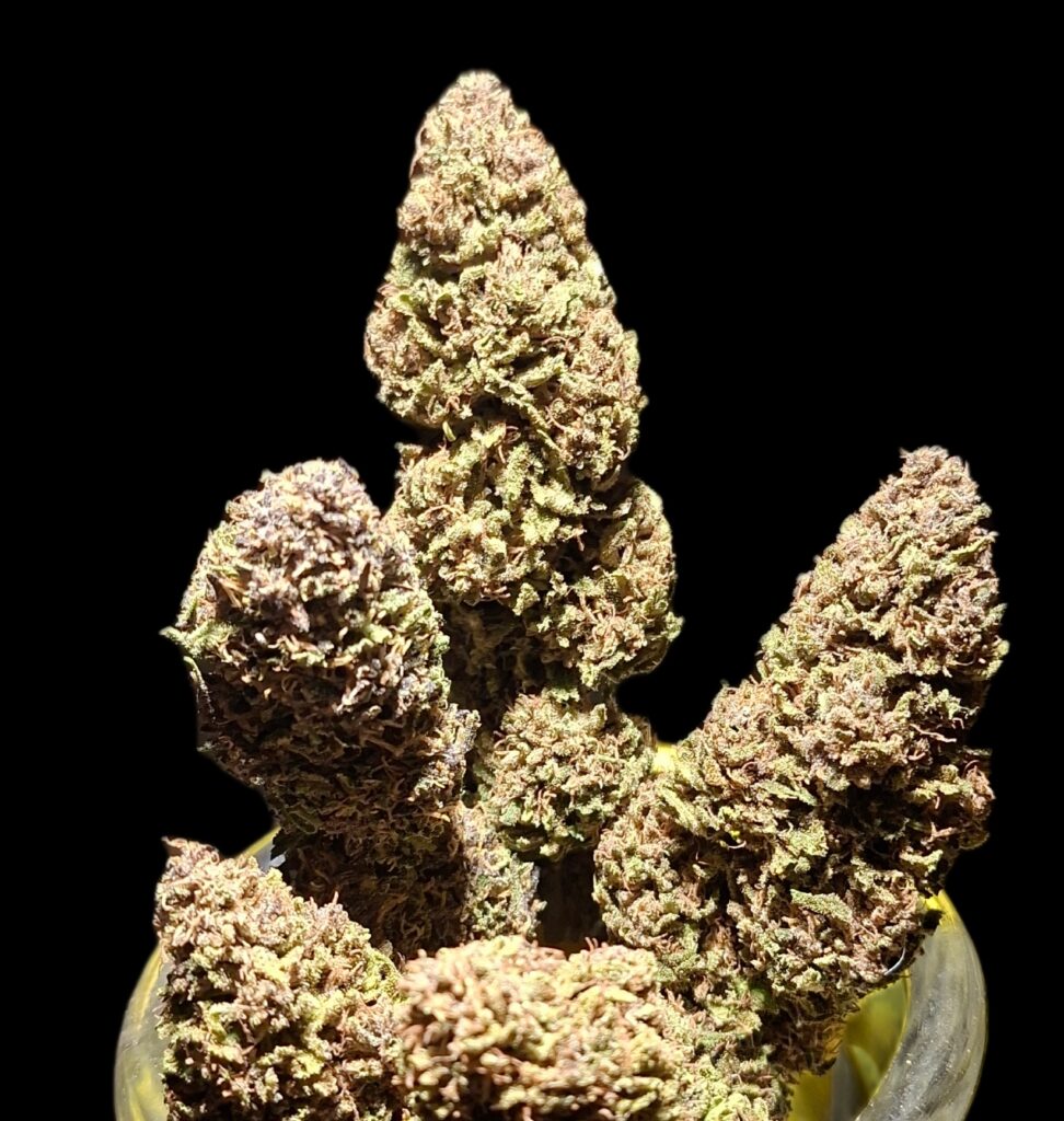 PINE APPLE MIMOSA 2025
