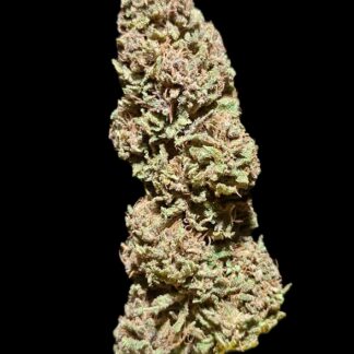 PINE APPLE MIMOSA 2025 - Image 6