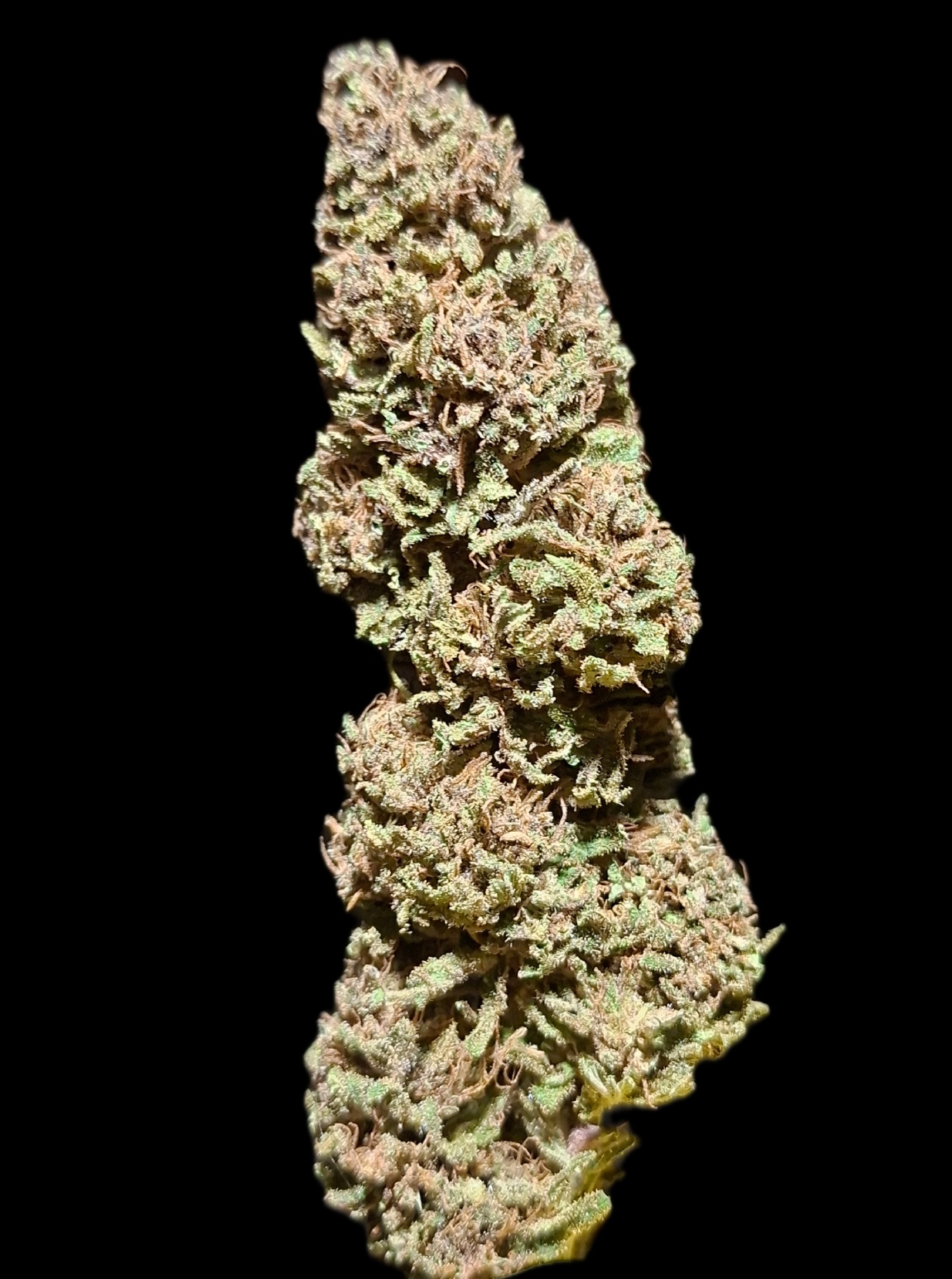 PINE APPLE MIMOSA 2025 - Image 6