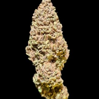 PINE APPLE MIMOSA 2025 - Image 7