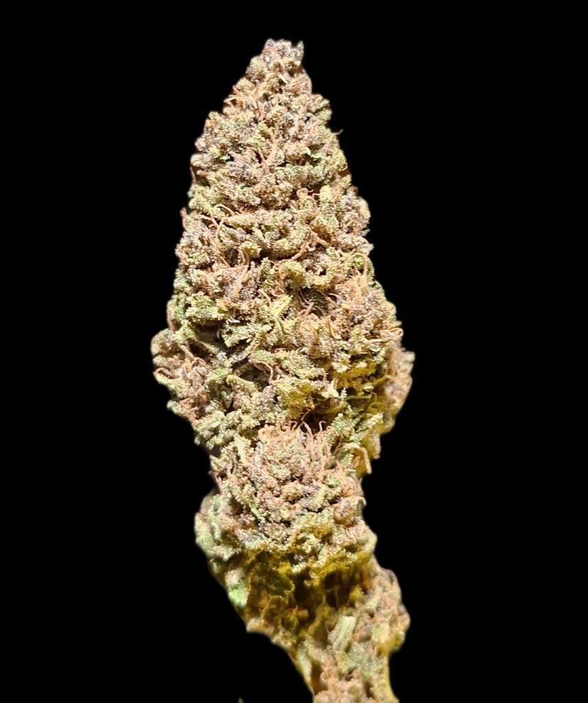 PINE APPLE MIMOSA 2025